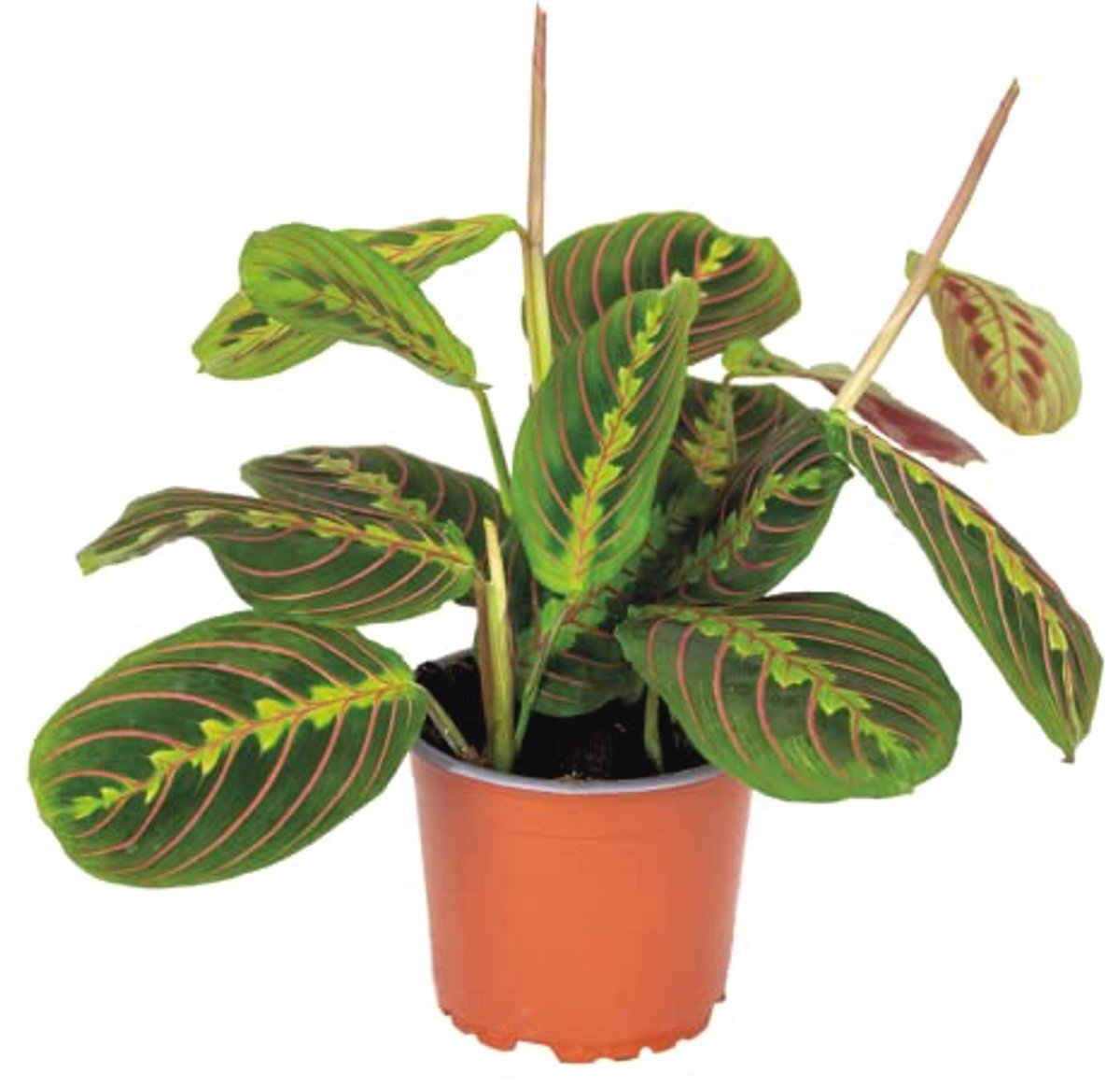 Maranta Tricolor - Hangplant - Luchtzuiverend - Dier vriendelijke Kamerplant - 10-20 cm Hoog - Pot 12 cm