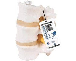 Menselijke Anatomie Model met 3 Lendenwervels en Gratis Anatomiesoftware