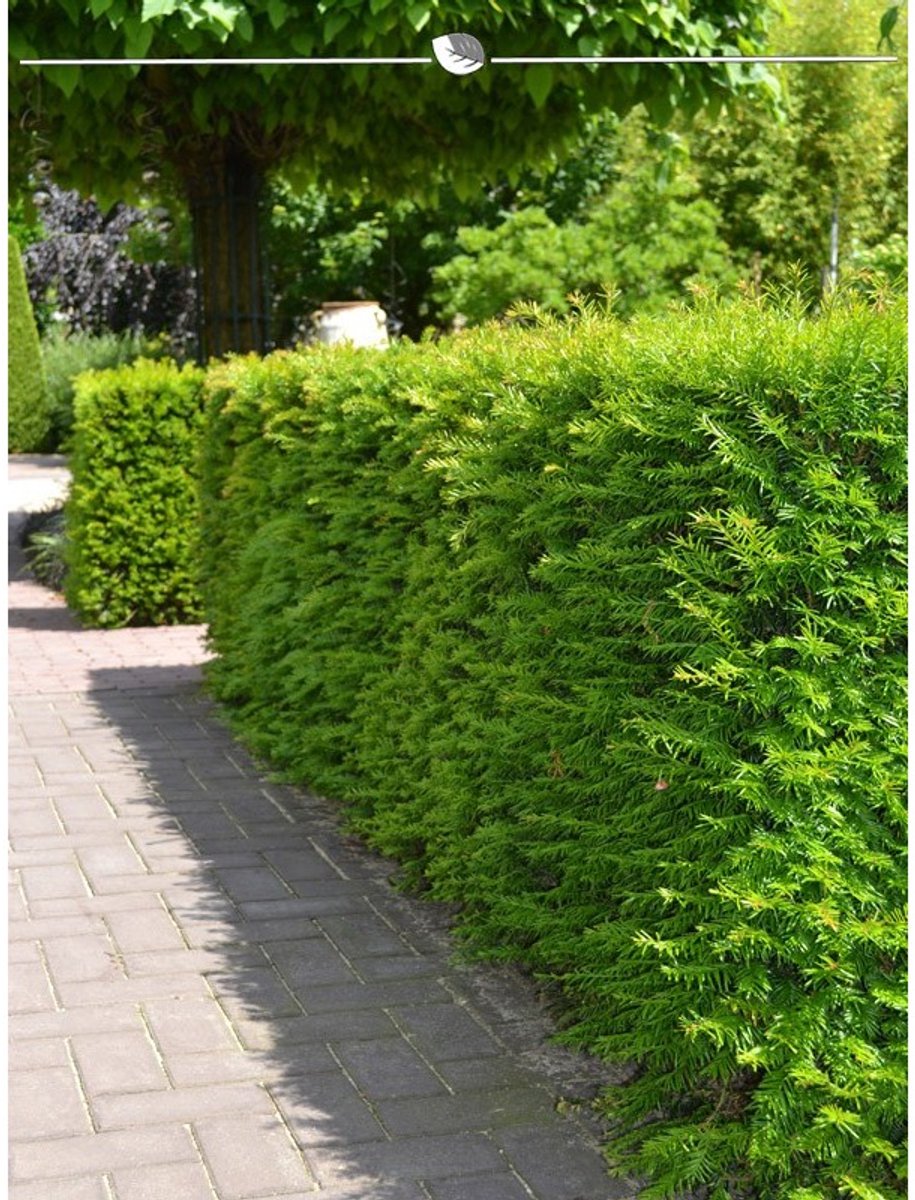 Laurier Prunus Genolia 120-140 cm in Pot, 40x Haagplant
