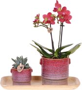 Kolibri Orchids – Rode Phalaenopsis ‘Congo’ In Diabolo Travertijn Pot – 2-3 Takken – 35-45 Cm Hoog – Bloeiende Kamerplant Vers Van De Kwekerij