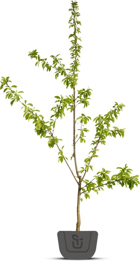 Kersenboom - Prunus avium Morel - Halfstam