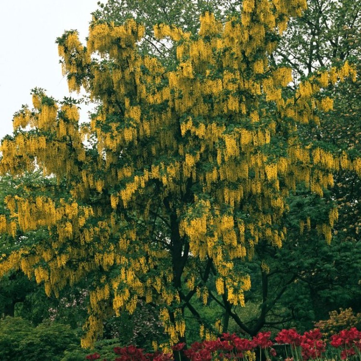 Plants Online BV - Planten - Tuinplanten - Bomen - Set van 3 - Laburnum anagyroides