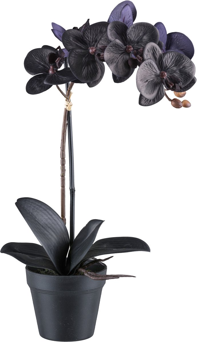 Kopu Phalaenopsis-orchidee – 48 cm 7 Bloemen - Real Touch - Zwart Groen