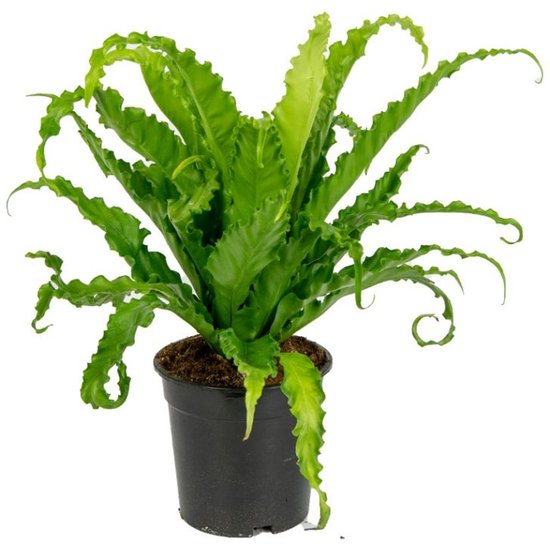 Asplenium osaka kopen