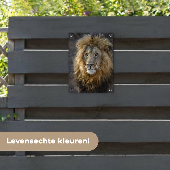 Décoration de Jardin Lion - Portrait - Sauvage - 30x40 cm - Toile de jardin