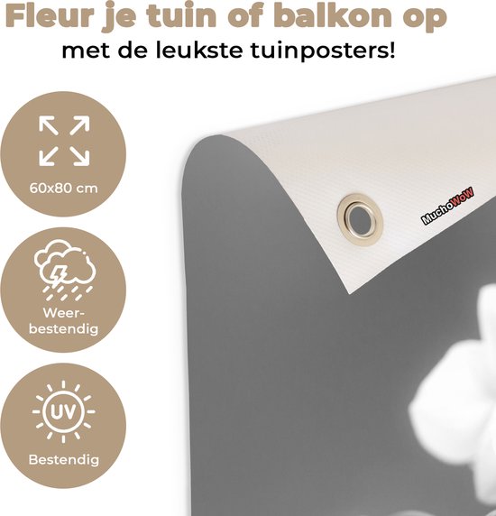 Tableau jardin Orchidée - Fleurs - Plante - Wit - Violet - 60x80 cm - Affiche jardin - Toile jardin - Affiche extérieur