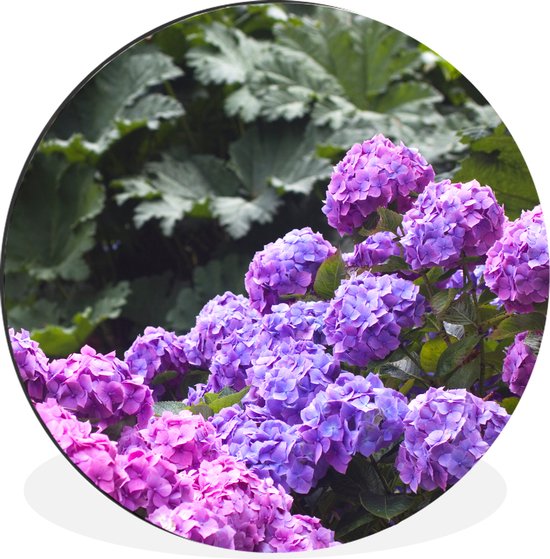 WallCircle - Wandcirkel - Muurcirkel - Roze en paarse hortensia's - Aluminium - Dibond - ⌀ 60 cm - Binnen en Buiten