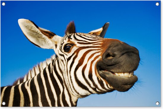 Affiche de jardin zèbre rigolote 90x60 cm - Toile de jardin / Toile d'extérieur / Peintures d'extérieur (décoration de jardin)