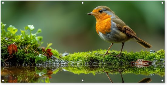 Tuinposter - Roodborstje bij het Water