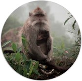 Label2X - Muurcirkel monkeylove - Ø 60 cm - Forex - Multicolor - Wandcirkel - Rond Schilderij - Muurdecoratie Cirkel - Wandecoratie rond - Decoratie voor woonkamer of slaapkamer