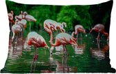 Buitenkussens - Tuin - Flamingo - Tropisch - Vogel - Water - Roze - 50x30 cm