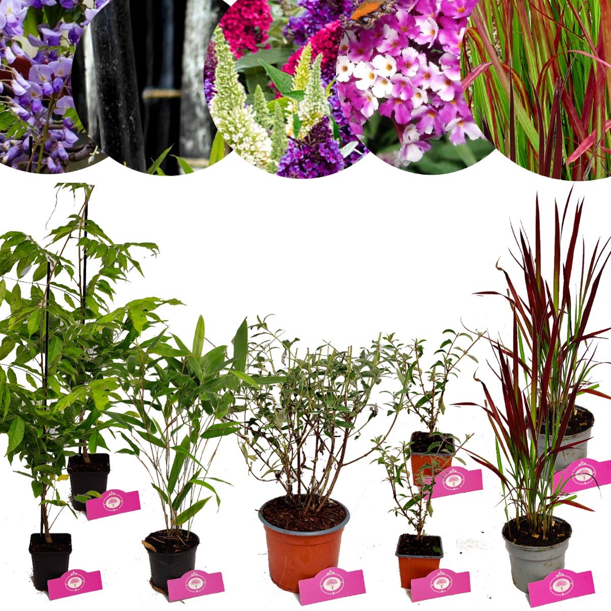 Borderpakket - Japanse tuin - 8 planten - 6m² tuinplantenpakket