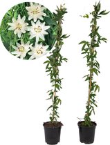 Plant in a Box - Passiflora 'Constance Elliot' XL - 2 stuks - Passiebloem - Tuinplant - Klimplant - ⌀17 cm - Hoogte 110-120 cm