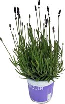 Plantenboetiek.nl | Lavendel Lavandula Hidcote Blue Blauw - Kamerplant - Hoogte 20cm - Potmaat 12cm