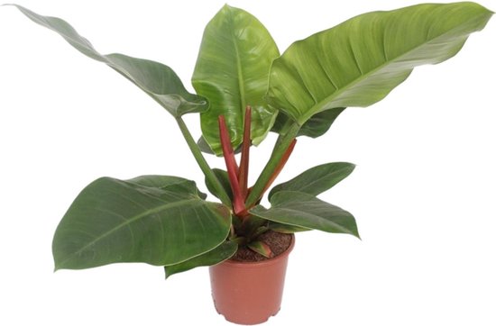 Plantenboetiek.nl | Philodendron Imperial Green - Plante d'intérieur - Hauteur 60cm - Taille du pot 17cm