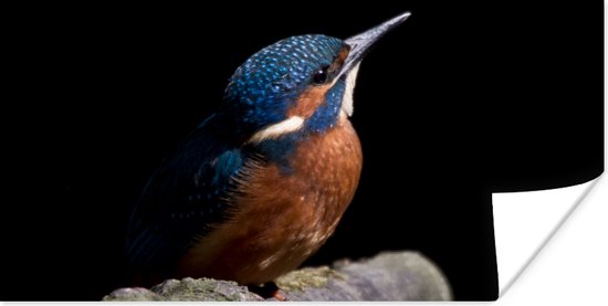 Poster IJsvogel - Tak - Veren - Zwart - 150x75 cm