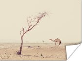 Poster Kameel wandelt over woestijnweg in Dubai - 80x60 cm