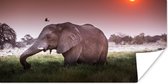 Poster Olifant - Gras - Zon - Dieren - 160x80 cm