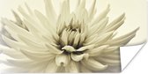 Poster Witte dahlia bloem sepia fotoprint - 80x40 cm