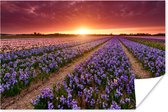 Poster Hyacinten in Nederlands landschap - 180x120 cm XXL