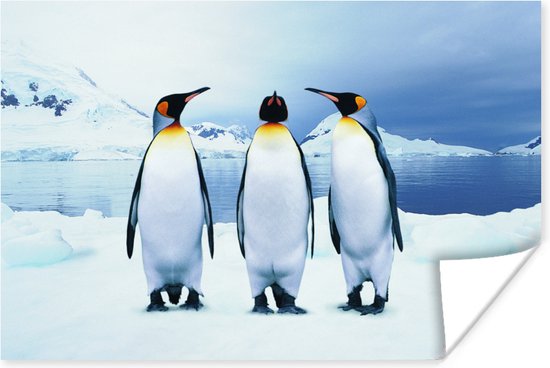 Poster Drie pinguïns portret - 60x40 cm