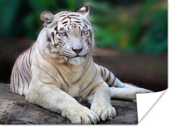 Witte tijger Poster 120x90 cm - Foto print op Poster (wanddecoratie woonkamer / slaapkamer) / Wilde dieren Poster