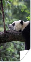 Poster Panda - Boom - Dieren - Natuur - 60x120 cm
