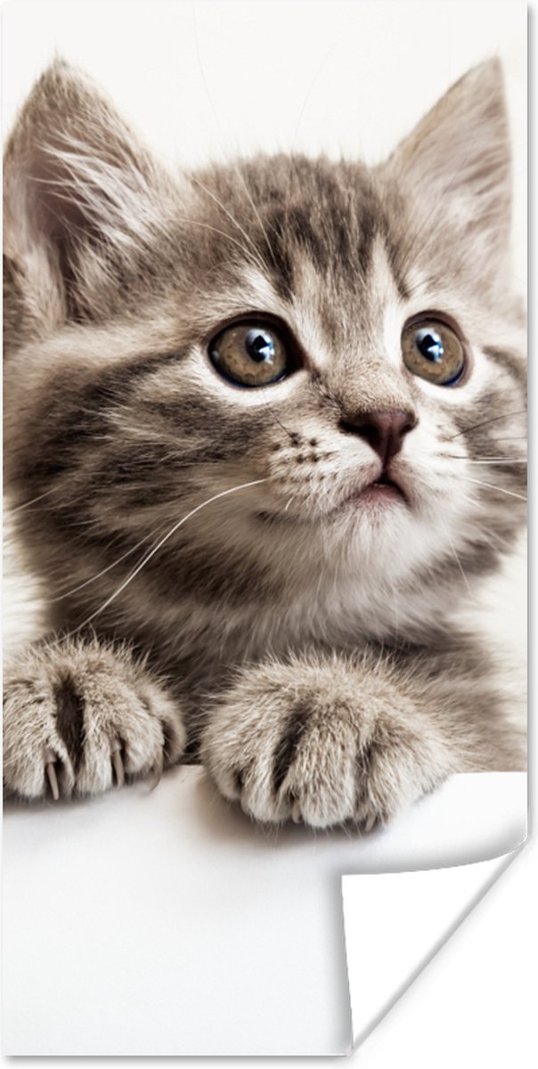 Poster Poes - Grijs - Dieren - 75x150 cm