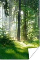 Poster Natuur - Bomen - Bos - Groen - Zon - Gras - Planten - 60x90 cm