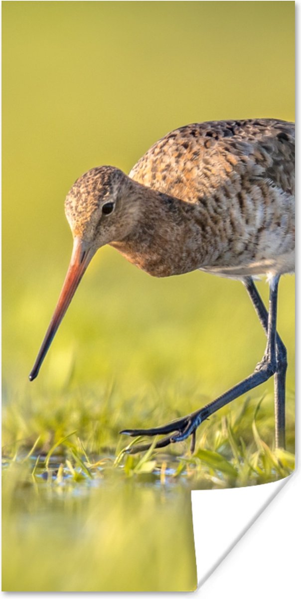 Poster Vogels - Gras - Landschap - Grutto - 40x80 cm