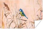 Poster Vogel - Pimpelmees - Riet - 30x20 cm