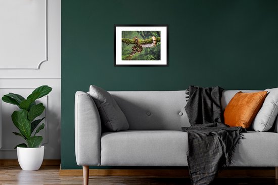 Cadre photo avec affiche - Serpent - Branche - Forêt tropicale - 40x30 cm - Cadre pour affiche