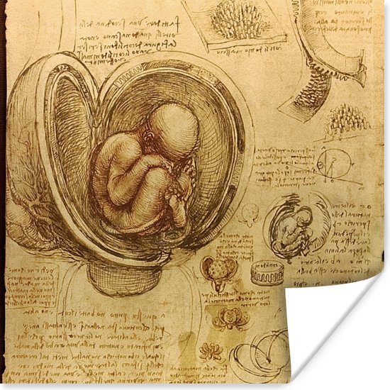 Poster Baby in the womb - Leonardo da Vinci - 75x75 cm