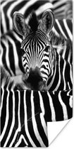 Poster Zebra zwart-wit fotoprint - 75x150 cm