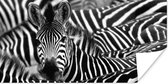 Poster Zebra zwart-wit fotoprint - 150x75 cm