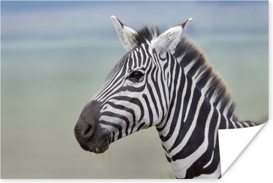 Poster Zebra close-up - 30x20 cm