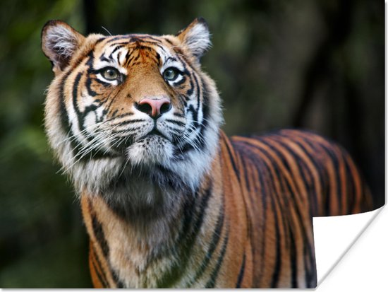 Sumatraanse tijger portret Poster 90x60 cm - Foto print op Poster (wanddecoratie)
