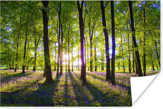 Poster Zonnestralen verlichten dit bos met paarse sterhyacinten - 60x40 cm
