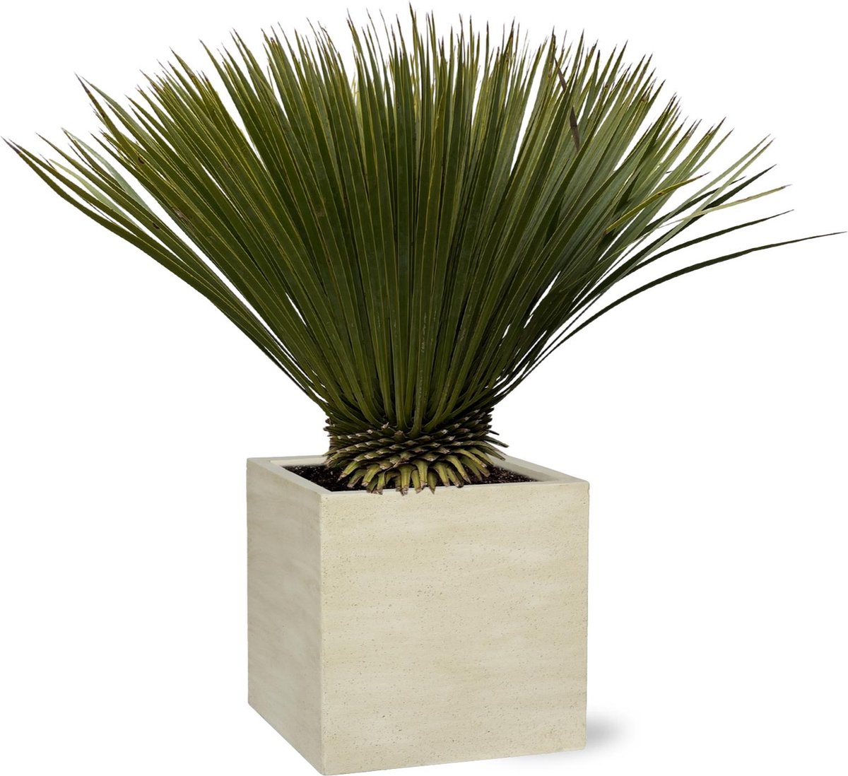 Yucca rostrata - Palma Verde Exoten V.O.F
