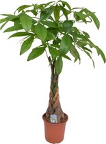 Plant in a Box - Pachira Aquatica - Kamerplant - Geldboom - Pot 24cm - Hoogte 110-120cm