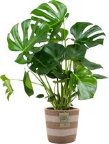 Monstera Deliciosa Incl. Jute Mand - Gatenplant - Kamerplant - Luchtzuiverend - ⌀21 cm - 70-80 cm
