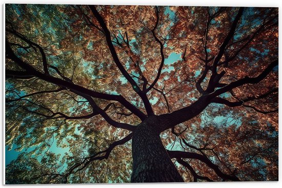 PVC Schuimplaat - Boom - Onderaanzicht - Herfst - 60x40 cm Foto op PVC Schuimplaat (Met Ophangsysteem)