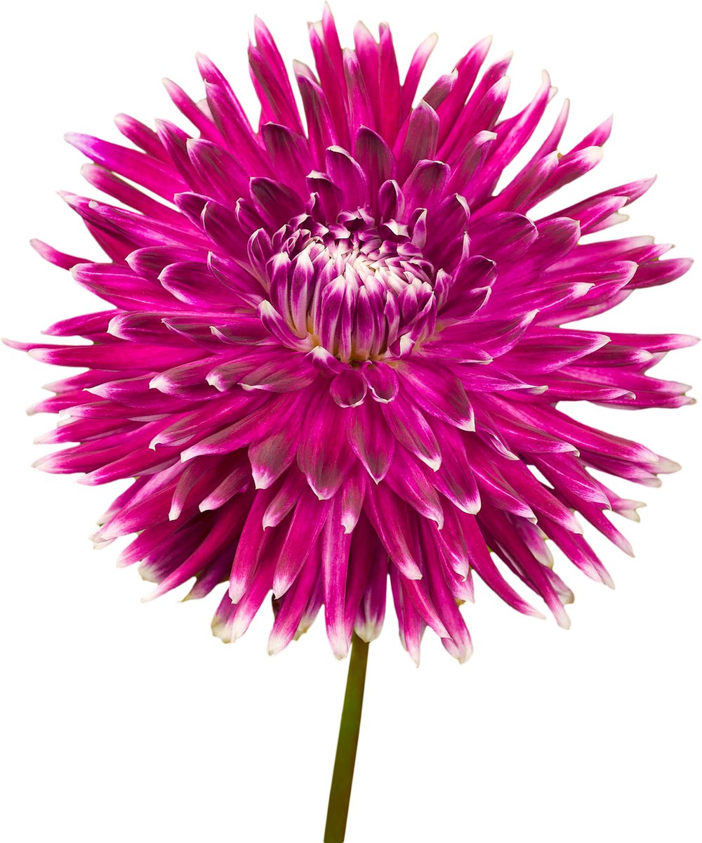 8 x Dahlia Knollen 'Vancouver' | Bloembollen zomerbloeiers | Nederlands gekweekt | Kleurrijke Dahliabollen - The Bulb Farmers