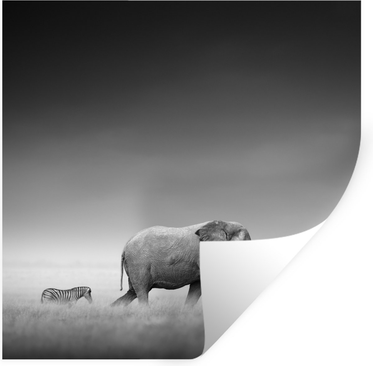Muurstickers - Sticker Folie - Olifant - Dieren - Landschap - Zwart wit - zebra - 50x50 cm