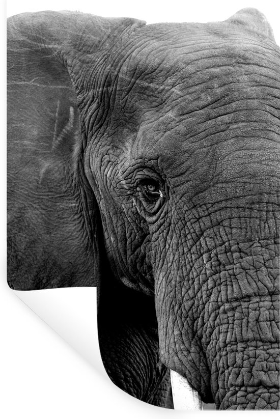 3D Wall Decal Wall Sticker Wall Sticker Breakthrough Animals Self Adhesive H 60 x W 100 Bedroom Living Room (WL34 Horse Friese