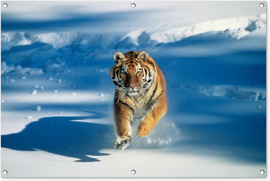 Siberische tijger in de aanval Tuinposter 60x40 cm - Foto op Tuinposter (tuin decoratie)