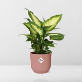 NatureNest - Dieffenbachia ‘Camilla’ - Roze - 1 Stuk - 14cm