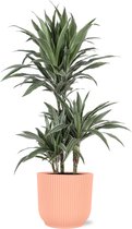 Dracaena Warneckii in Vibes ROZE pot - Potmaat 21cm - Hoogte 65cm