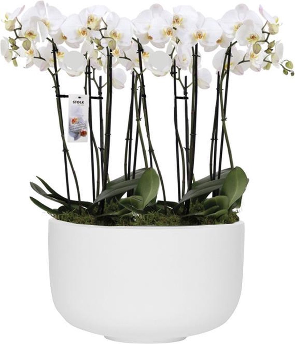 Orchidee in witte schaal |