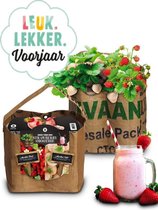 Baza Duo-Tuintje Strawberry Smoothie Wit En Rood